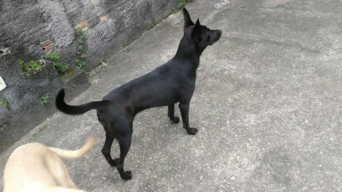 Cachorro ra a SRD idade 2 anos nome Luna