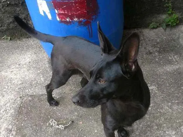 Cachorro ra a SRD idade 2 anos nome Luna