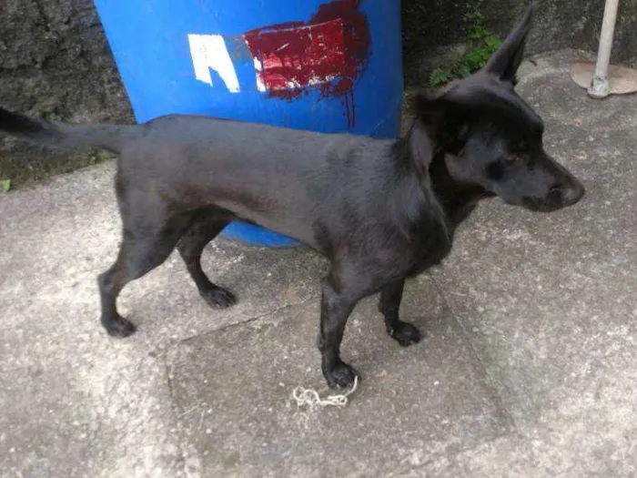 Cachorro ra a SRD idade 2 anos nome Luna