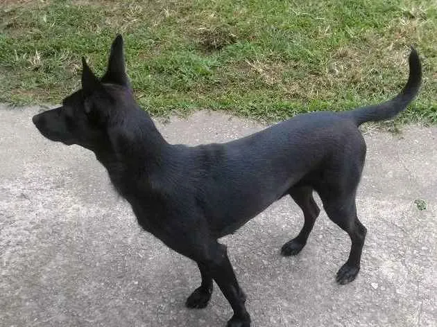 Cachorro ra a SRD idade 2 anos nome Luna