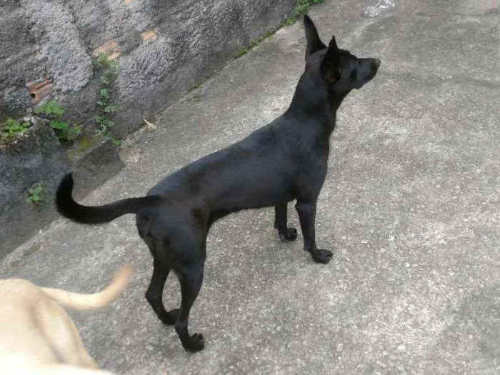 Cachorro ra a SRD idade 2 anos nome Luna