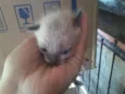 Gatinhos sem nome 