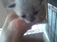 Gatinhos sem nome 
