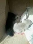 Gatinhos sem nome 