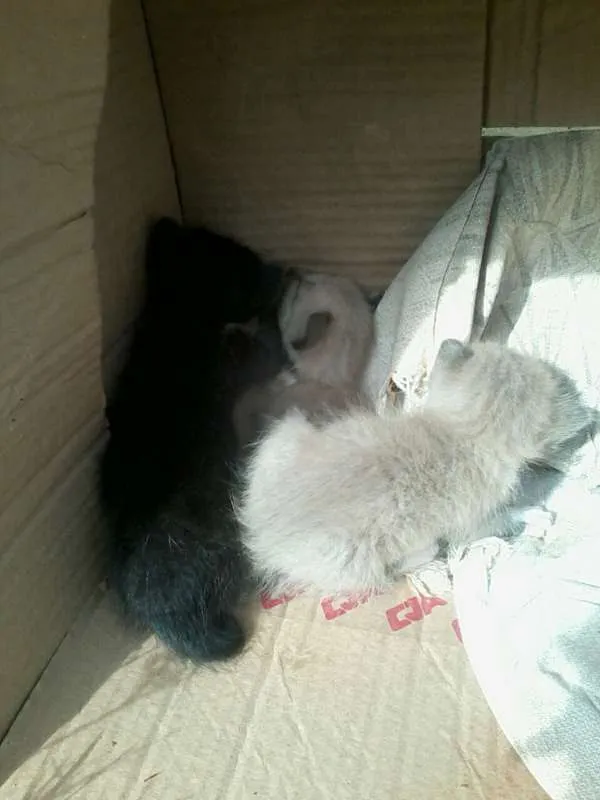 Gato raça mestiço idade Abaixo de 2 meses nome Gatinhos sem nome 