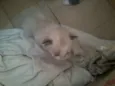 Gatinhos sem nome 