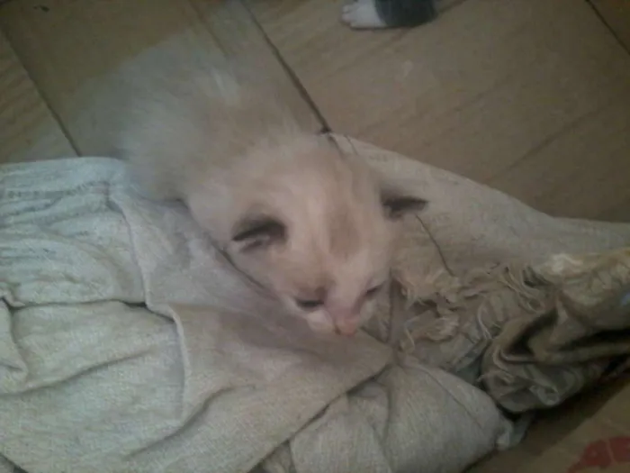 Gato raça mestiço idade Abaixo de 2 meses nome Gatinhos sem nome 