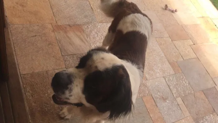 Cachorro ra a São Bernardo idade 3 anos nome Beethoven