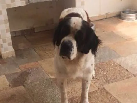 Cachorro ra a São Bernardo idade 3 anos nome Beethoven