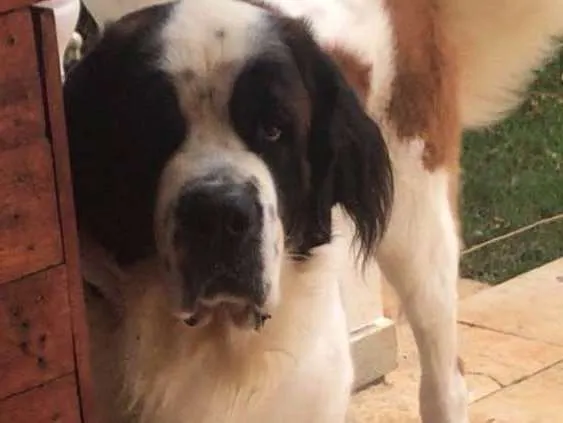 Cachorro ra a São Bernardo idade 3 anos nome Beethoven