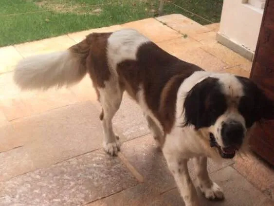 Cachorro ra a São Bernardo idade 3 anos nome Beethoven