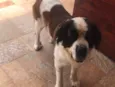 Beethoven
