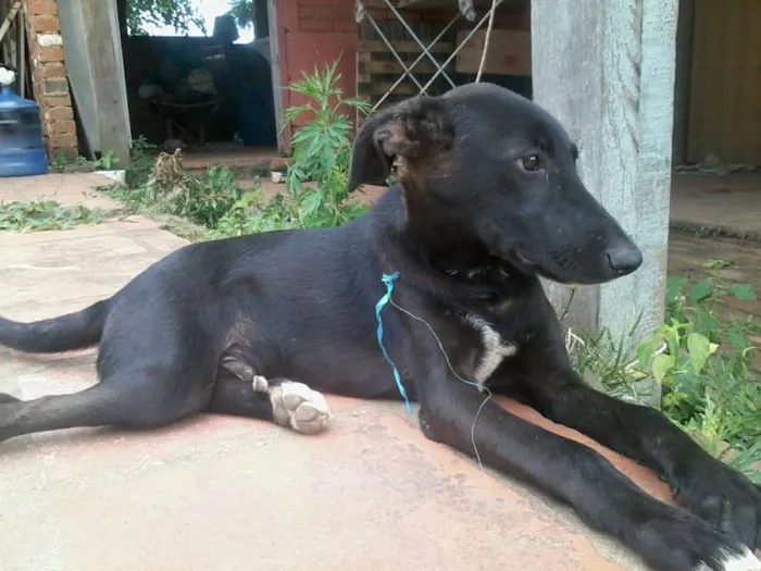 Gato raça mestiço idade 2 a 6 meses nome sem nome