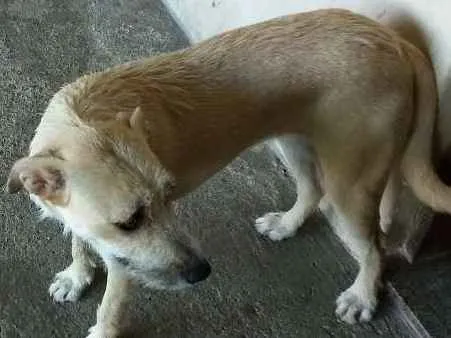 Cachorro ra a SRD idade 1 ano nome Moana