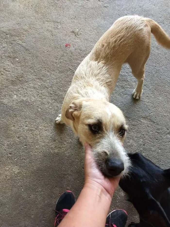 Cachorro ra a SRD idade 1 ano nome Moana