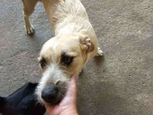 Cachorro raça SRD idade 1 ano nome Moana
