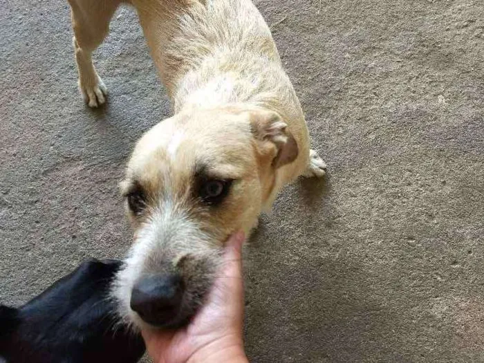 Cachorro ra a SRD idade 1 ano nome Moana