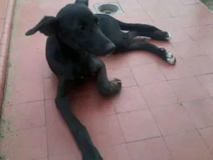 Cachorro raça mestiço idade 2 a 6 meses nome sem nome