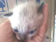 Gatinhos sem nome 