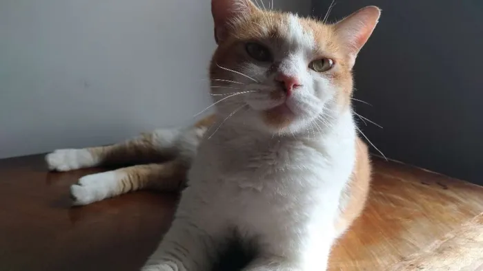 Gato raça SRD idade 2 anos nome Caramelo