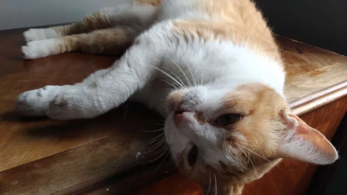 Gato raça SRD idade 2 anos nome Caramelo