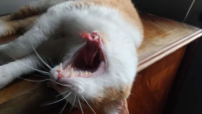 Gato raça SRD idade 2 anos nome Caramelo