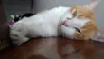 Caramelo