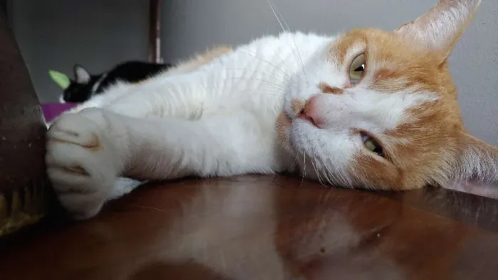 Gato raça SRD idade 2 anos nome Caramelo