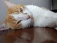 Caramelo