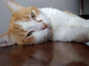 Gato raça SRD idade 2 anos nome Caramelo
