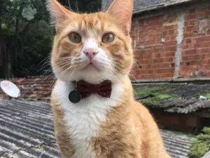 Gato raça SRD idade 3 anos nome Climber