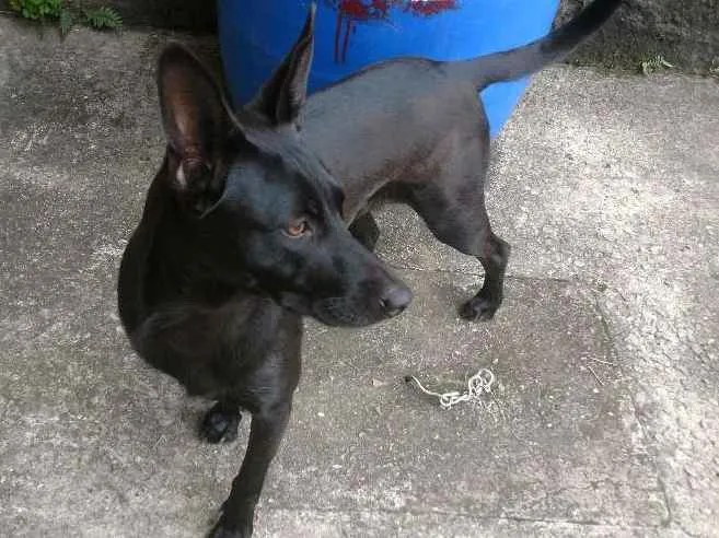 Cachorro ra a SRD idade 2 anos nome Luna