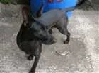 Cachorro raça SRD idade 2 anos nome Luna