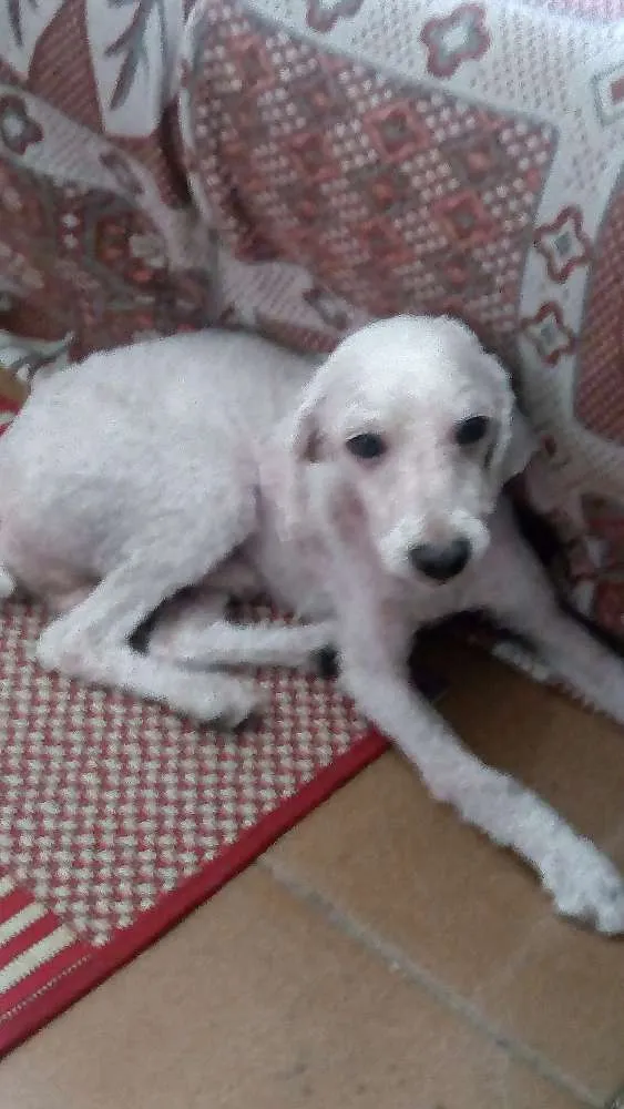 Cachorro ra a Poodle idade  nome Betoven