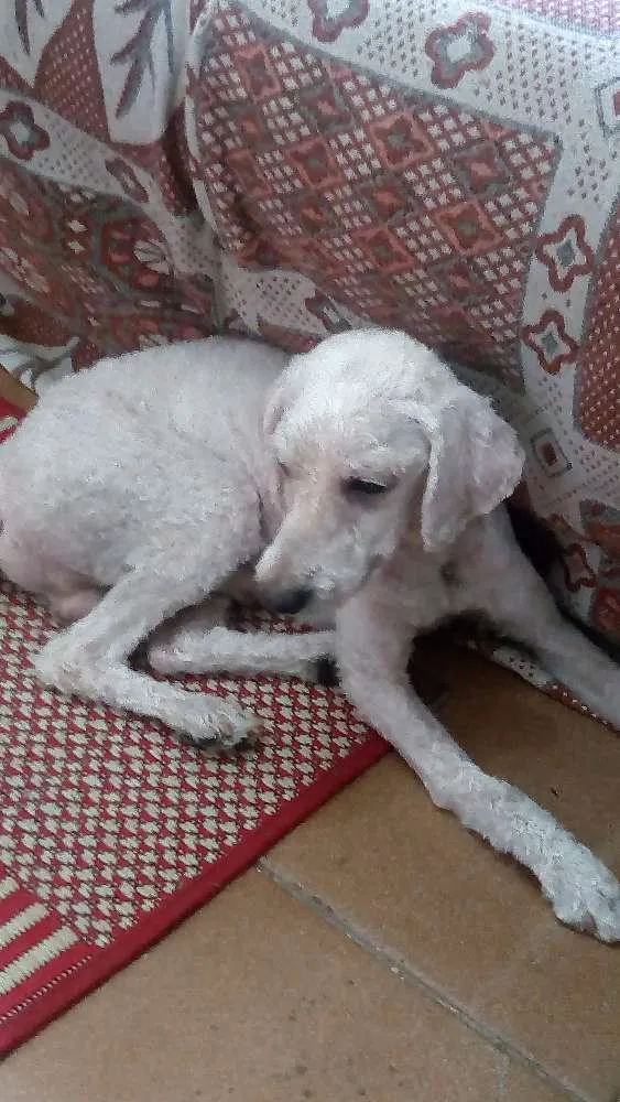 Cachorro ra a Poodle idade  nome Betoven