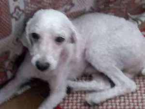 Cachorro raça Poodle idade  nome Betoven