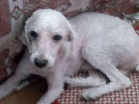 Cachorro ra a Poodle idade  nome Betoven