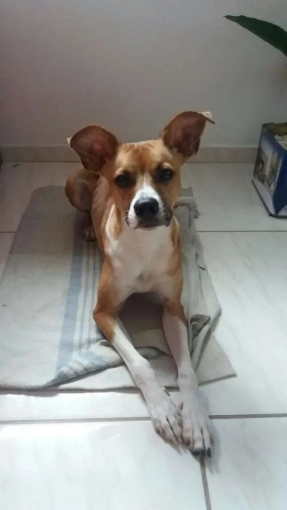 Cachorro raça Srd idade 1 ano nome Slanck