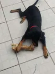 Cachorro raça Srd idade 1 ano nome Eliote