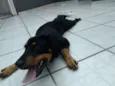 Cachorro raça Srd idade 1 ano nome Eliote