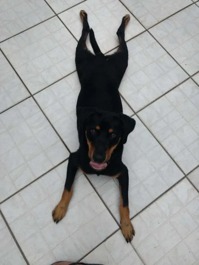 Cachorro raça Srd idade 1 ano nome Eliote