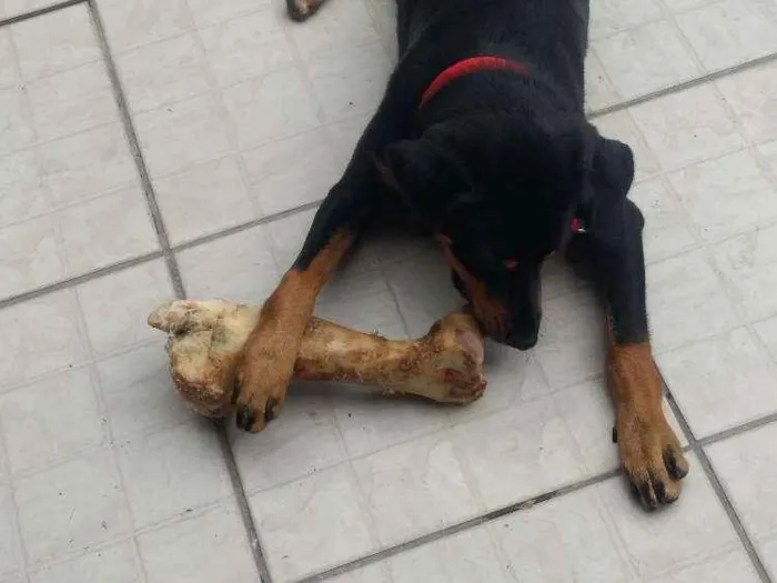 Cachorro raça Srd idade 1 ano nome Eliote