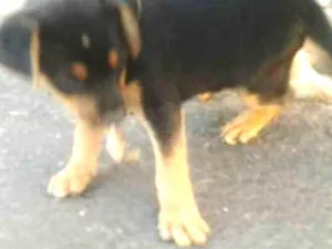 Cachorro raça SRD idade 2 a 6 meses nome PRETINHO