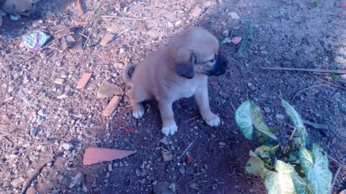 Cachorro ra a Vira lata idade Abaixo de 2 meses nome Flor