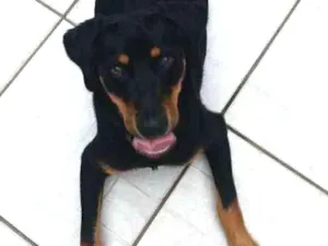 Cachorro raça Srd idade 1 ano nome Eliote