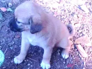 Cachorro raça Vira lata idade Abaixo de 2 meses nome Flor