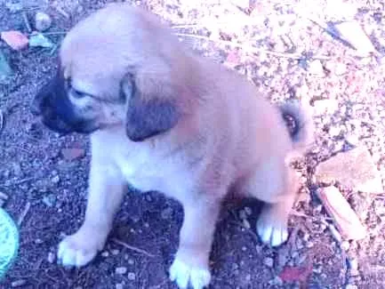 Cachorro ra a Vira lata idade Abaixo de 2 meses nome Flor