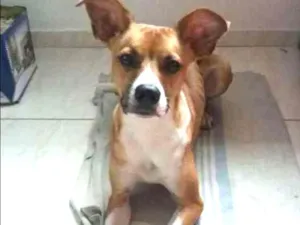 Cachorro raça Srd idade 1 ano nome Slanck