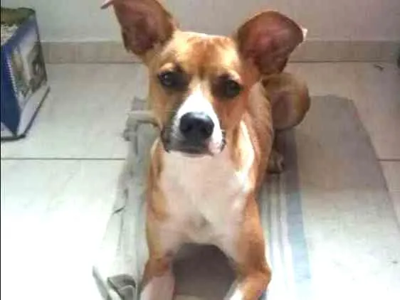 Cachorro raça Srd idade 1 ano nome Slanck