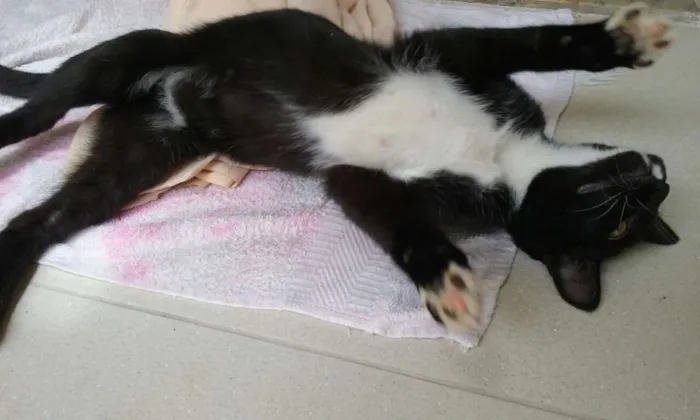 Gato ra a não sei idade 2 a 6 meses nome Nino